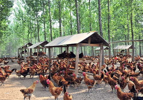 養(yǎng)雞場(chǎng)